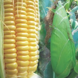 HIBRIX – 39 (Sweet Corn)