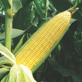 HIBRIX – 53 (Sweet Corn)