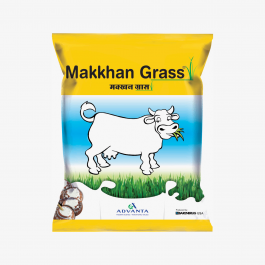 Makkhan Grass